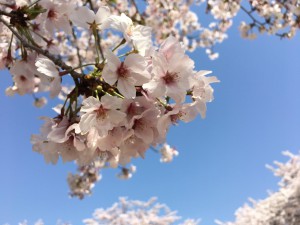 やっぱり桜